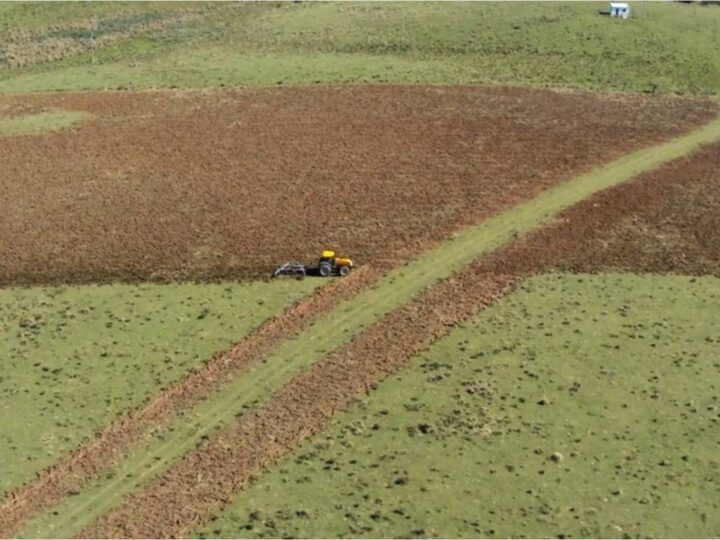 Governo do RS ignora a perda anual de 140 mil hectares de vegetação campestre para comemorar a ilusão do Pampa conservado